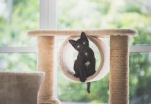 cat tree for large cat breeds