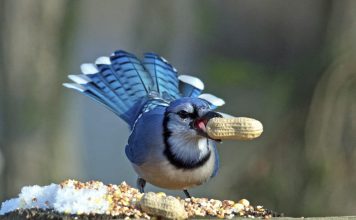 BIRDS FOOD