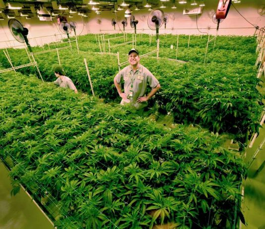 License to Grow Cannabis